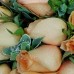 18pcs Orange Color Roses Bouquet